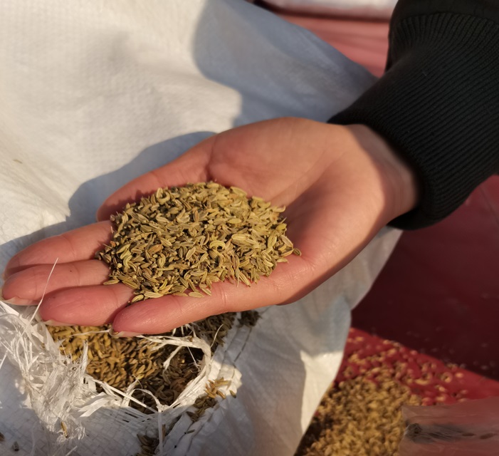 小茴香進(jìn)口報(bào)關(guān)流程以及清關(guān)所需資料、手續(xù)